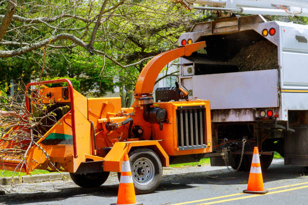 Best Tree Cabling and Bracing  in Nome, AK